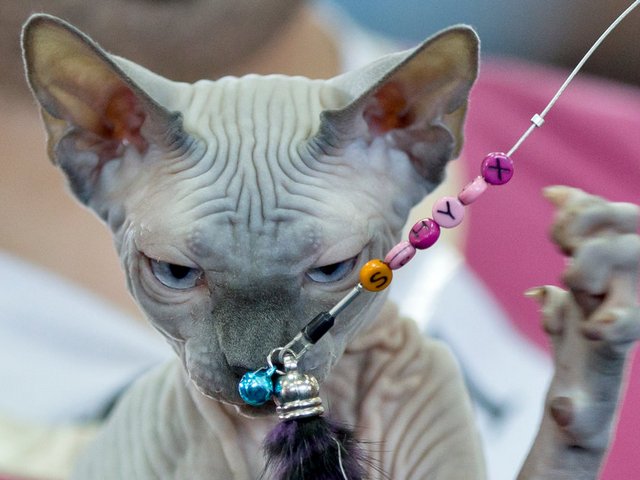 Выставки кошек в Ярославле | ЗооТом портал о животных