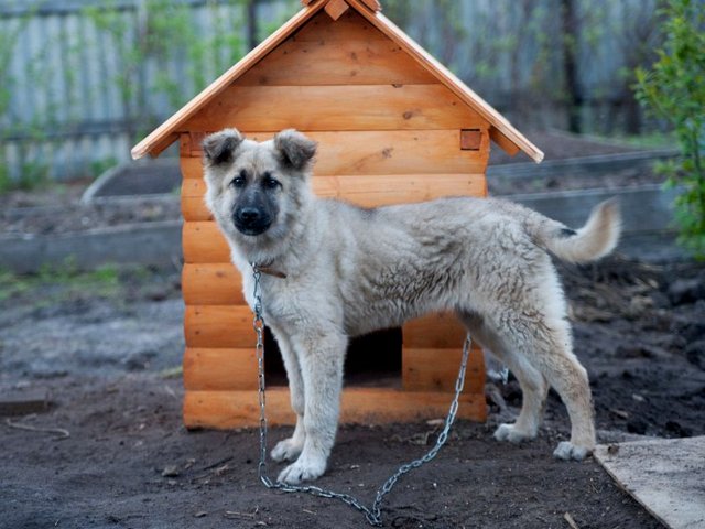 Все о собаках в Ярославле